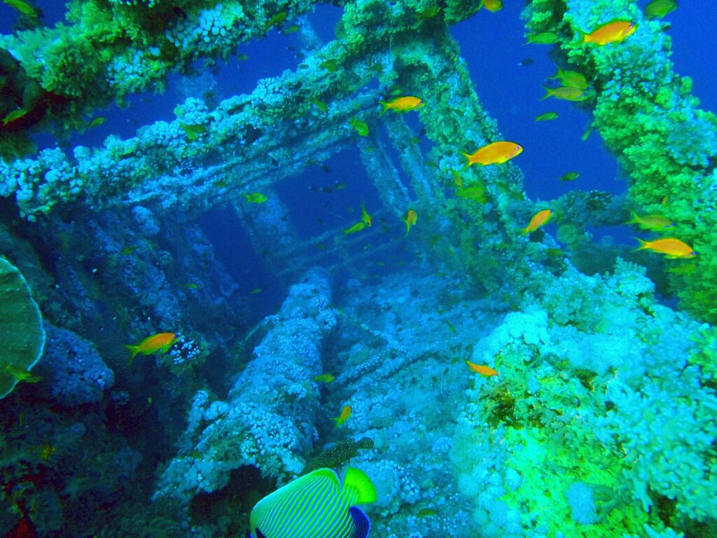 Le sovrastrutture del Numidia coperte di coralli molli, con anthias arancioni tutto intorno e un pesce angelo imperatore in primo piano, in un'acqua blu verde
