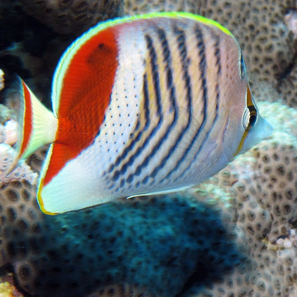 Un pesce farfalla coronato, bianco a righe nere con il dorso rosso, in primo piano davanti a un corallo