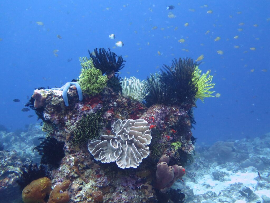 Un blocco di corallo coperto di crinoidi neri, gialli e bianchi, con una stella marina blu, un corallo a foglie pallido al centro e spugne tubolari color malva, sotto una nuvola di piccoli pesci nel blu.