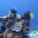 Un blocco di corallo coperto di crinoidi neri, gialli e bianchi, con una stella marina blu, un corallo a foglie pallido al centro e spugne tubolari color malva, sotto una nuvola di piccoli pesci nel blu.