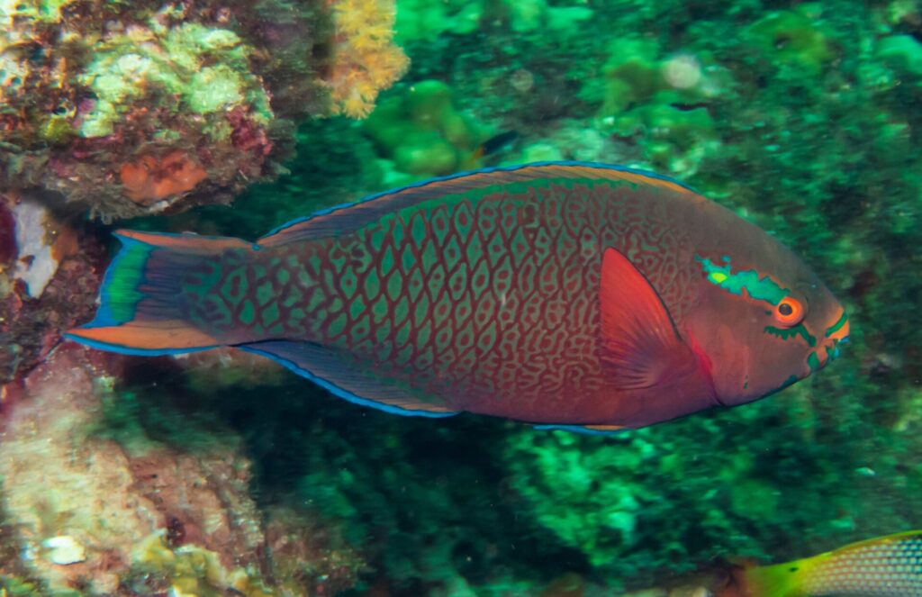 Un pesce pappagallo scuro con le scaglie rosse bordate di verde, l'occhio arancione e una macchia verde sulla guancia, davanti alla parete verdastra di Hin Daeng