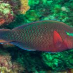 Un pesce pappagallo scuro con le scaglie rosse bordate di verde, l'occhio arancione e una macchia verde sulla guancia, davanti alla parete verdastra di Hin Daeng