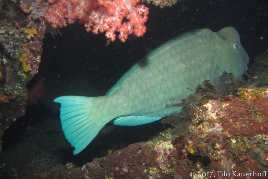 Un pesce pappagallo bisonte grigio verde addormentato sotto una sporgenza del relitto, accanto a un corallo molle rosa, illuminato dalla torcia di notte