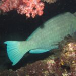 Un pesce pappagallo bisonte grigio verde addormentato sotto una sporgenza del relitto, accanto a un corallo molle rosa, illuminato dalla torcia di notte
