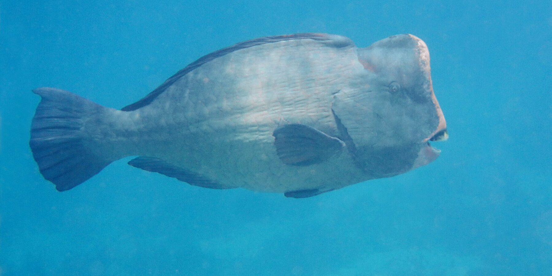 Un pesce pappagallo bisonte adulto di profilo nel blu, con la fronte verticale sormontata da una gobba e le placche dentali bianche visibili in punta al muso