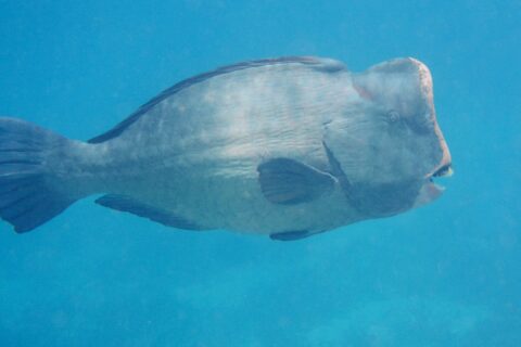 Un pesce pappagallo bisonte adulto di profilo nel blu, con la fronte verticale sormontata da una gobba e le placche dentali bianche visibili in punta al muso