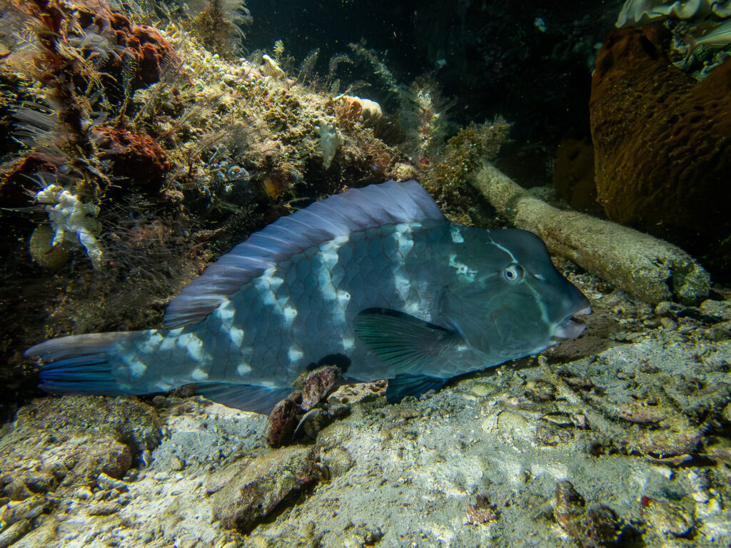 Un giovane pesce pappagallo bisonte adagiato sul fondo ai piedi di una roccia, con la fronte ancora senza gobba e il corpo blu-verde cosparso di file verticali di macchie bianche