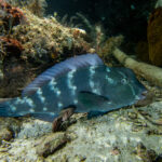 Un giovane pesce pappagallo bisonte adagiato sul fondo ai piedi di una roccia, con la fronte ancora senza gobba e il corpo blu-verde cosparso di file verticali di macchie bianche