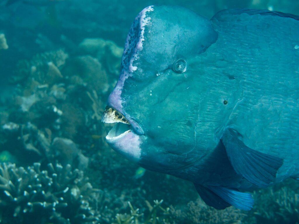 Primo piano della testa di un pesce pappagallo bisonte adulto, con la gobba della fronte bordata di rosa pallido e le placche dentali bianche in vista tra le labbra, davanti a un reef