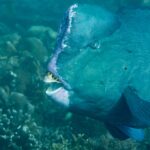 Primo piano della testa di un pesce pappagallo bisonte adulto, con la gobba della fronte bordata di rosa pallido e le placche dentali bianche in vista tra le labbra, davanti a un reef
