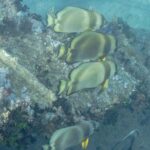 Quattro pesci pipistrello orbicolari sopra una lamiera del Thistlegorm coperta di coralli molli