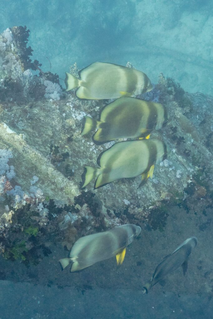Quattro pesci pipistrello orbicolari sopra una lamiera del Thistlegorm coperta di coralli molli