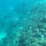 Un fondale di rocce e coralli in pendio in un'acqua turchese un po' velata, costeggiato da un banco sparso di piccoli pesci argentati, con una striscia di sabbia in basso a sinistra.