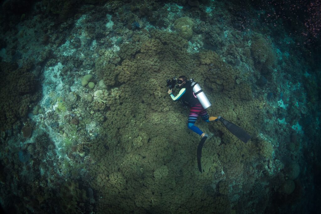Visto dall'alto, un sub con una muta a righe tiene una macchina fotografica sopra un vasto campo di coralli molli verde oliva, circondato da reef e sabbia.