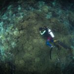 Visto dall'alto, un sub con una muta a righe tiene una macchina fotografica sopra un vasto campo di coralli molli verde oliva, circondato da reef e sabbia.