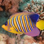Un pesce angelo reale a strisce blu, bianche e arancioni davanti a coralli molli rosa