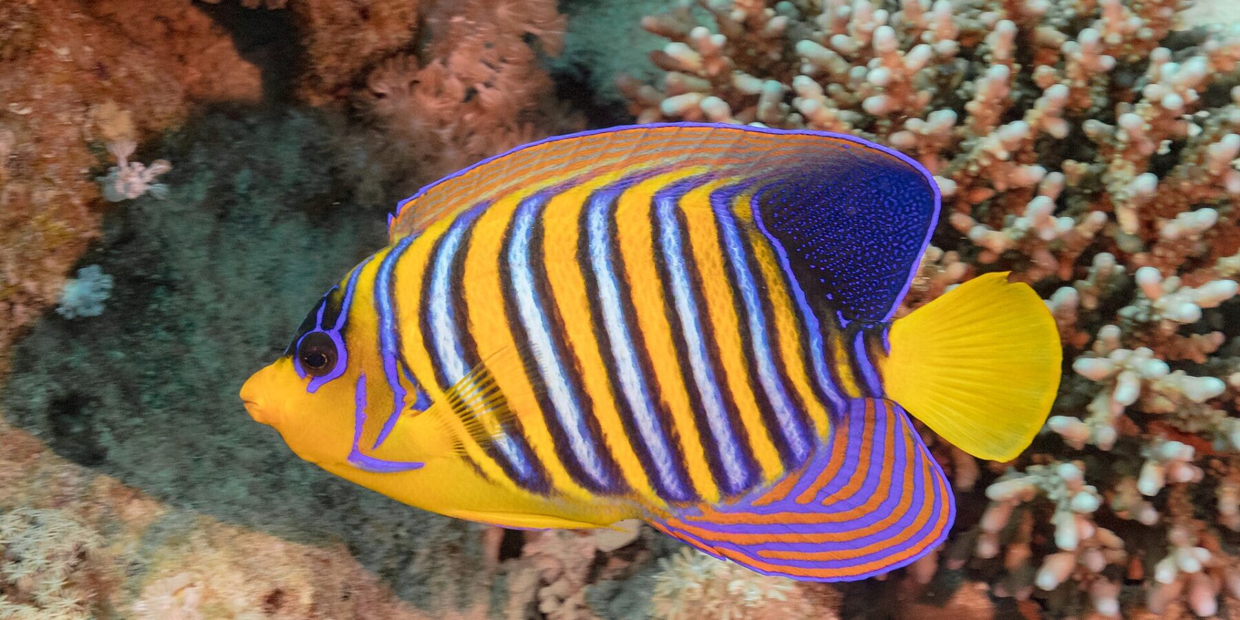 Un pesce angelo reale a strisce blu, bianche e arancioni davanti a coralli molli rosa