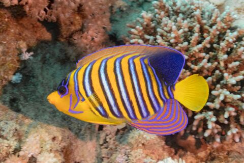 Un pesce angelo reale a strisce blu, bianche e arancioni davanti a coralli molli rosa