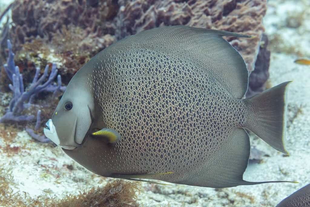 Un pesce angelo grigio di profilo, con le squame bordate di chiaro come una rete e la pinna pettorale gialla, davanti a una spugna viola, a Cozumel