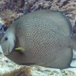 Un pesce angelo grigio di profilo, con le squame bordate di chiaro come una rete e la pinna pettorale gialla, davanti a una spugna viola, a Cozumel