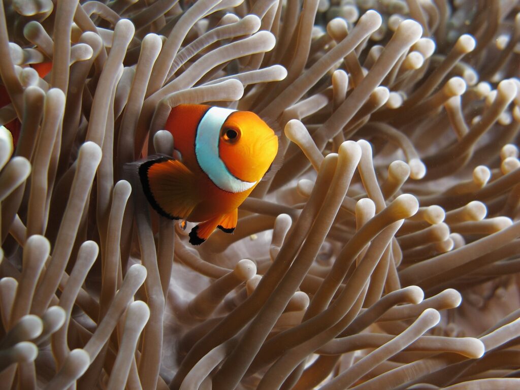 Un pesce pagliaccio arancione a bande bianche bordate di nero, di tre quarti verso l'obiettivo, annidato tra i tentacoli beige di un anemone, un secondo pesce pagliaccio mezzo nascosto a sinistra.