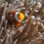 Un pesce pagliaccio arancione a bande bianche bordate di nero, di tre quarti verso l'obiettivo, annidato tra i tentacoli beige di un anemone, un secondo pesce pagliaccio mezzo nascosto a sinistra.