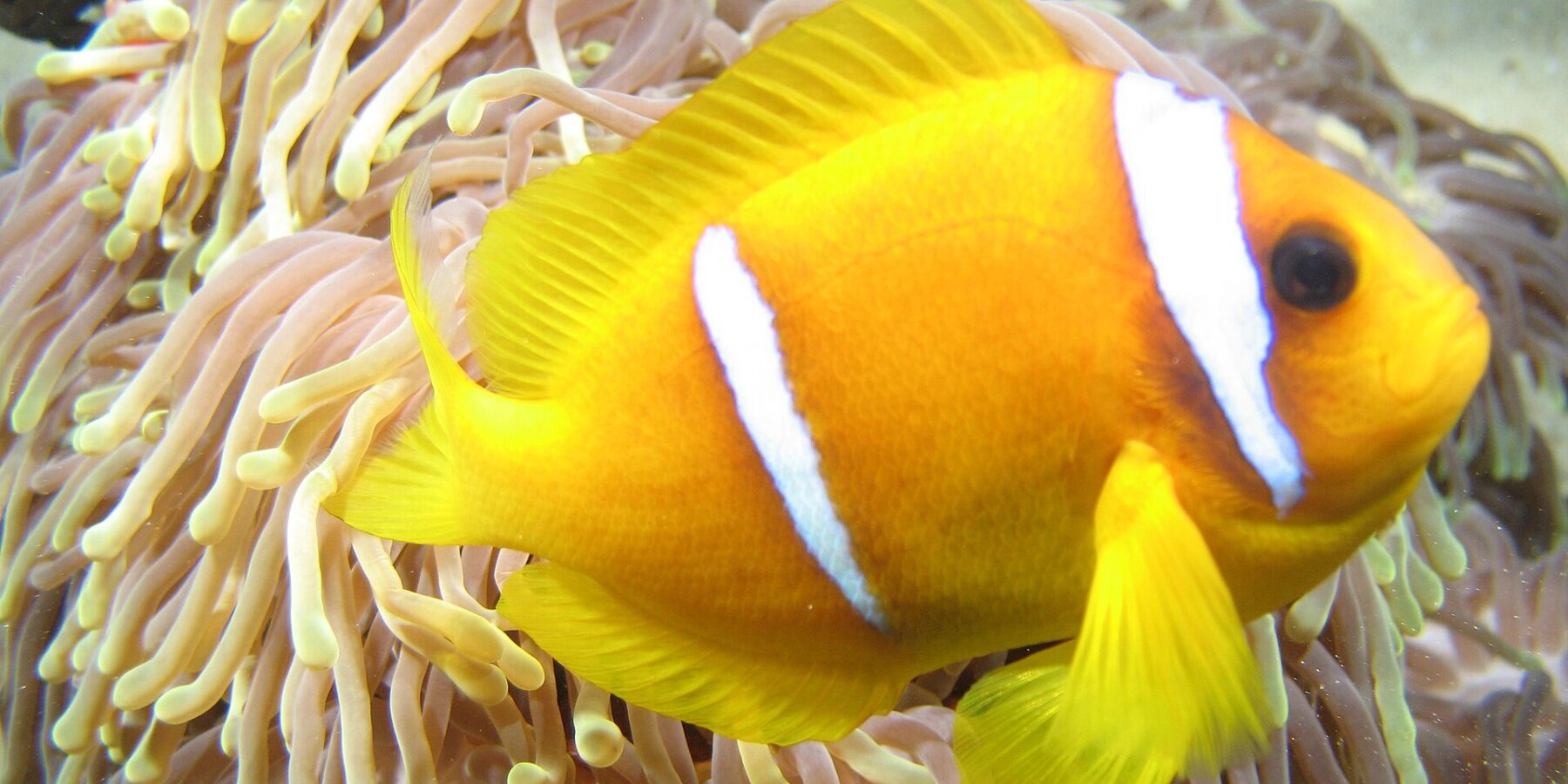 Un pesce pagliaccio del Mar Rosso giallo-arancio, di profilo, con la testa a destra, davanti ai lunghi tentacoli rosati a punta gialla del suo anemone: due bande bianche, una subito dietro l'occhio, l'altra a metà del corpo