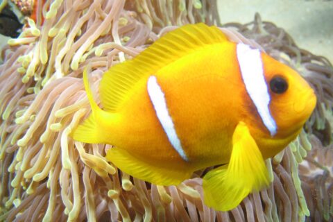 Un pesce pagliaccio del Mar Rosso giallo-arancio, di profilo, con la testa a destra, davanti ai lunghi tentacoli rosati a punta gialla del suo anemone: due bande bianche, una subito dietro l'occhio, l'altra a metà del corpo