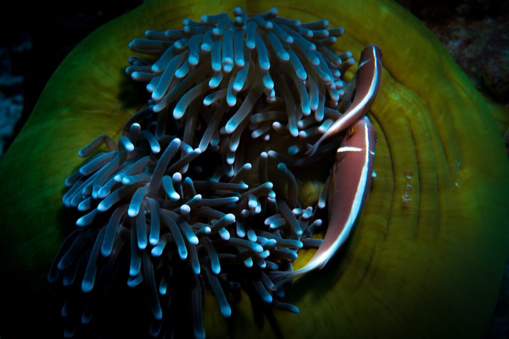 Due pesci pagliaccio rosa visti dall'alto sul bordo di un grande anemone dai tentacoli azzurrati e dal disco verde, accanto a un piccolo gamberetto trasparente