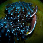 Due pesci pagliaccio rosa visti dall'alto sul bordo di un grande anemone dai tentacoli azzurrati e dal disco verde, accanto a un piccolo gamberetto trasparente