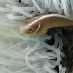 Un pesce pagliaccio rosa, con la testa a sinistra, scivola tra i tentacoli bianchi di un anemone: corpo rosa-arancio, una sottile striscia bianca che corre dal muso lungo il dorso e una sottile barra bianca subito dietro la testa
