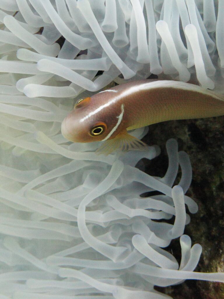 Un pesce pagliaccio rosa, con la testa a sinistra, scivola tra i tentacoli bianchi di un anemone: corpo rosa-arancio, una sottile striscia bianca che corre dal muso lungo il dorso e una sottile barra bianca subito dietro la testa