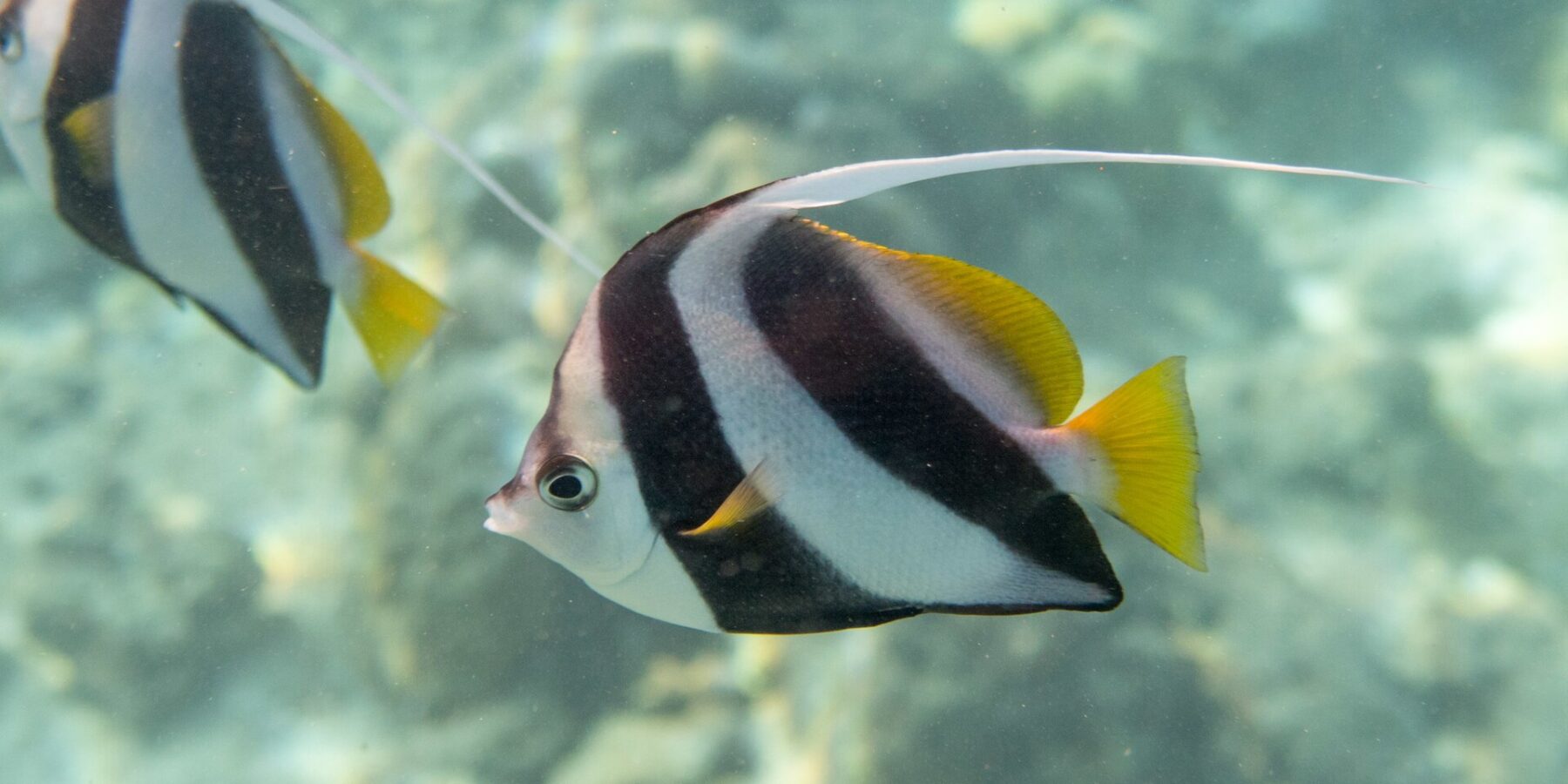 Un pesce bandiera gregario di profilo davanti al reef, con il corpo bianco attraversato da due larghe bande nere oblique, le pinne dorsale e caudale gialle e un lungo filamento bianco, e un secondo pesce dietro di lui