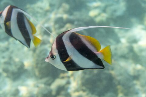 Un pesce bandiera gregario di profilo davanti al reef, con il corpo bianco attraversato da due larghe bande nere oblique, le pinne dorsale e caudale gialle e un lungo filamento bianco, e un secondo pesce dietro di lui
