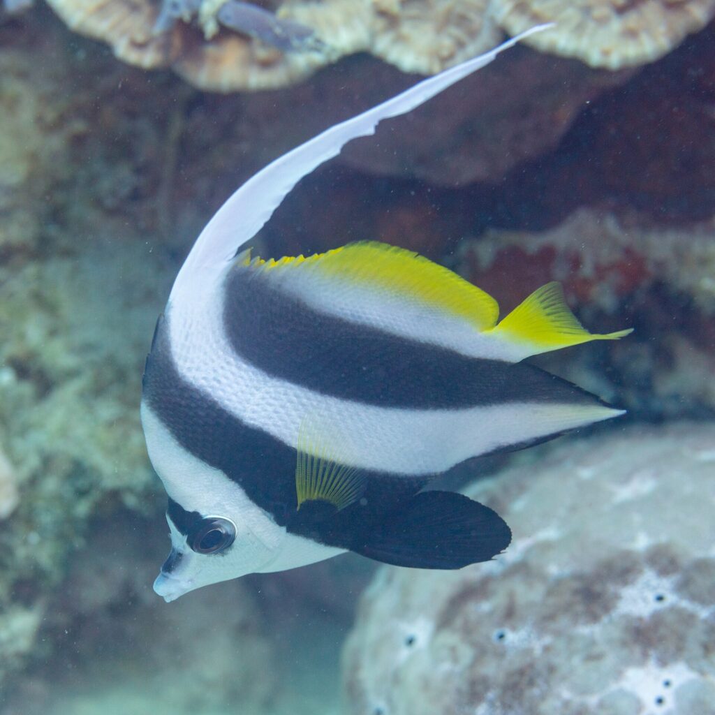Un pesce bandiera comune a testa in giù davanti a uno strapiombo di corallo, con il filamento bianco arcuato sopra il dorso e una grande pinna pelvica nera e arrotondata sotto il ventre