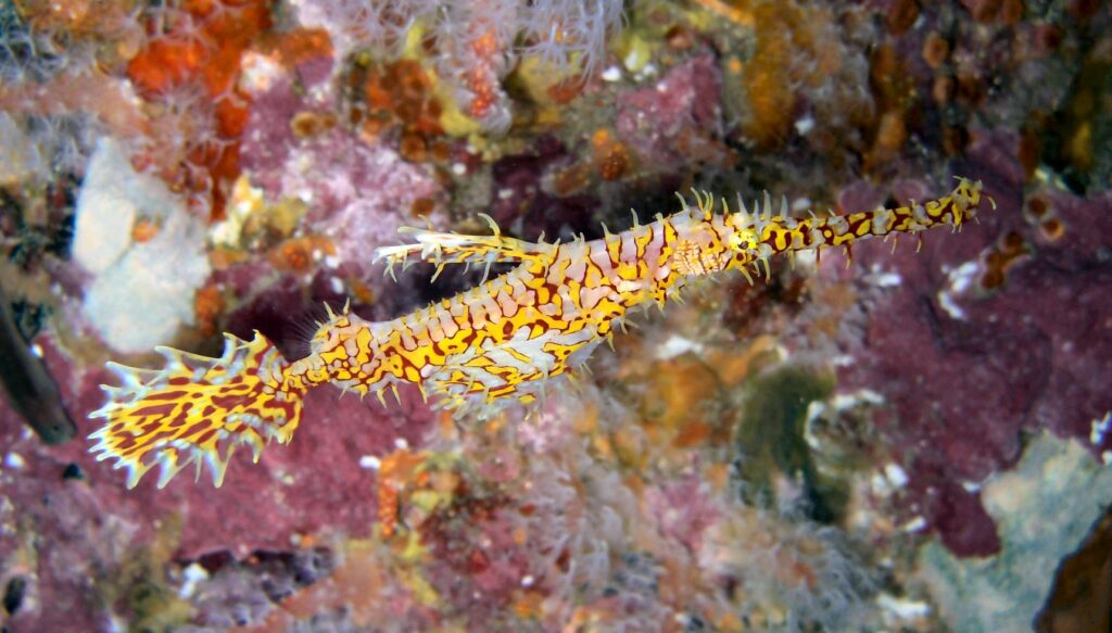 Un pesce fantasma ornato giallo e rosso, a testa in giù, davanti a una roccia incrostata di rosa a Richelieu Rock