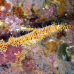 Un pesce fantasma ornato giallo e rosso, a testa in giù, davanti a una roccia incrostata di rosa a Richelieu Rock