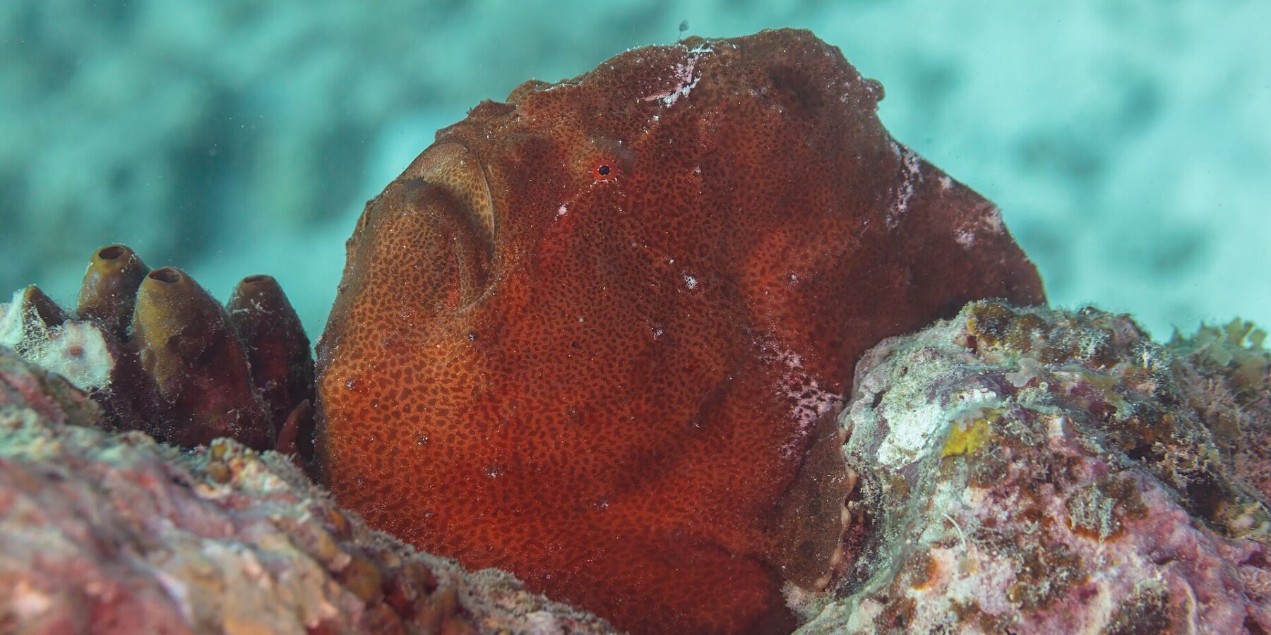 Un pesce rana gigante rosso ruggine appoggiato sul reef accanto ad alcune ascidie, una massa tonda dalla pelle granulosa, con la grande bocca rivolta verso l'alto e un minuscolo occhio rosso