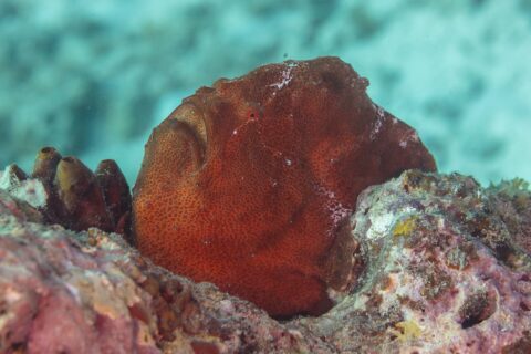 Un pesce rana gigante rosso ruggine appoggiato sul reef accanto ad alcune ascidie, una massa tonda dalla pelle granulosa, con la grande bocca rivolta verso l'alto e un minuscolo occhio rosso