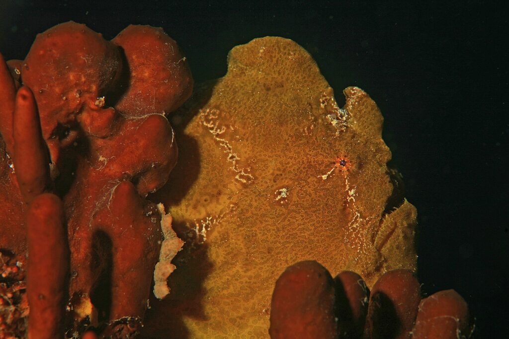 Un pesce rana gigante giallo ocra attaccato a spugne rosse su fondo nero, con la pelle granulosa come loro e un piccolo occhio cerchiato di rosso