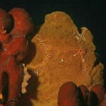 Un pesce rana gigante giallo ocra attaccato a spugne rosse su fondo nero, con la pelle granulosa come loro e un piccolo occhio cerchiato di rosso