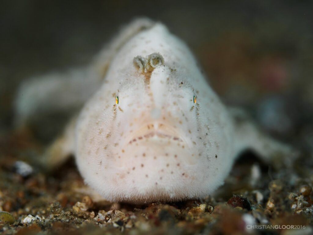Un pesce rana bianco, finemente peloso e punteggiato di bruno, visto di fronte sulla sabbia, con la sua esca a forma di piccolo verme eretta sopra il muso