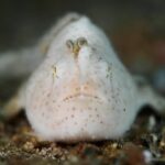 Un pesce rana bianco, finemente peloso e punteggiato di bruno, visto di fronte sulla sabbia, con la sua esca a forma di piccolo verme eretta sopra il muso
