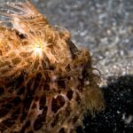 Primo piano di un pesce rana peloso bruno-arancio, coperto di lunghi filamenti, con strisce chiare che partono dall'occhio, appoggiato sulla sabbia nera