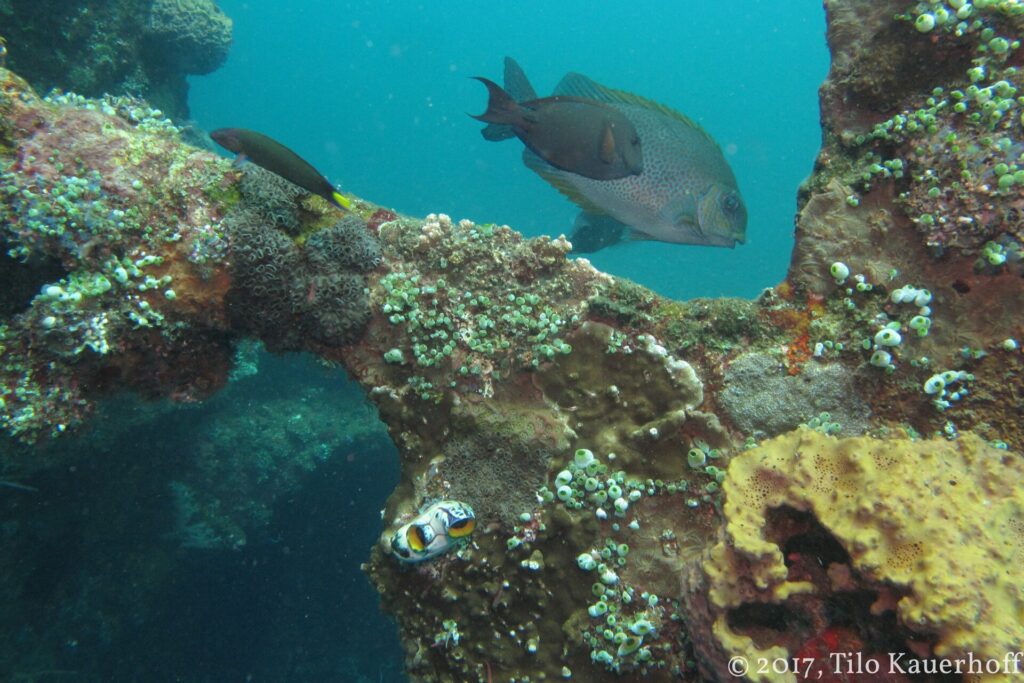 Un pesce coniglio marrone a punti dorati passa sopra una trave del Liberty coperta di coralli, ascidie e una spugna gialla, con un nudibranco in primo piano