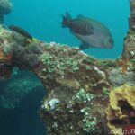 Un pesce coniglio marrone a punti dorati passa sopra una trave del Liberty coperta di coralli, ascidie e una spugna gialla, con un nudibranco in primo piano
