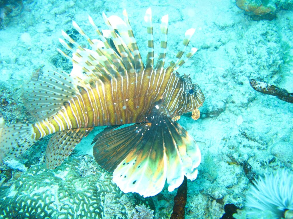 Un pesce leone con le pinne spiegate, a righe brune e bianche, sopra un fondale di corallo e sabbia turchese