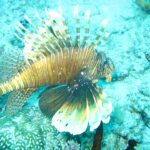 Un pesce leone con le pinne spiegate, a righe brune e bianche, sopra un fondale di corallo e sabbia turchese