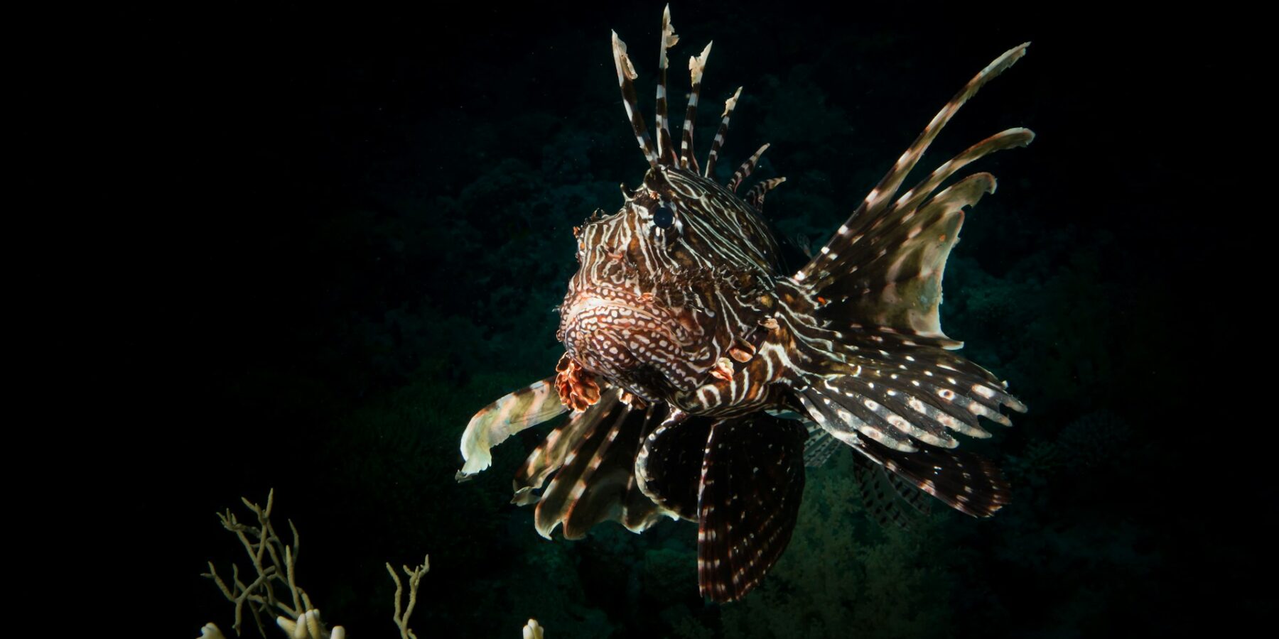 Un pesce leone visto di fronte, con le pinne striate spiegate, sopra un corallo su fondo scuro