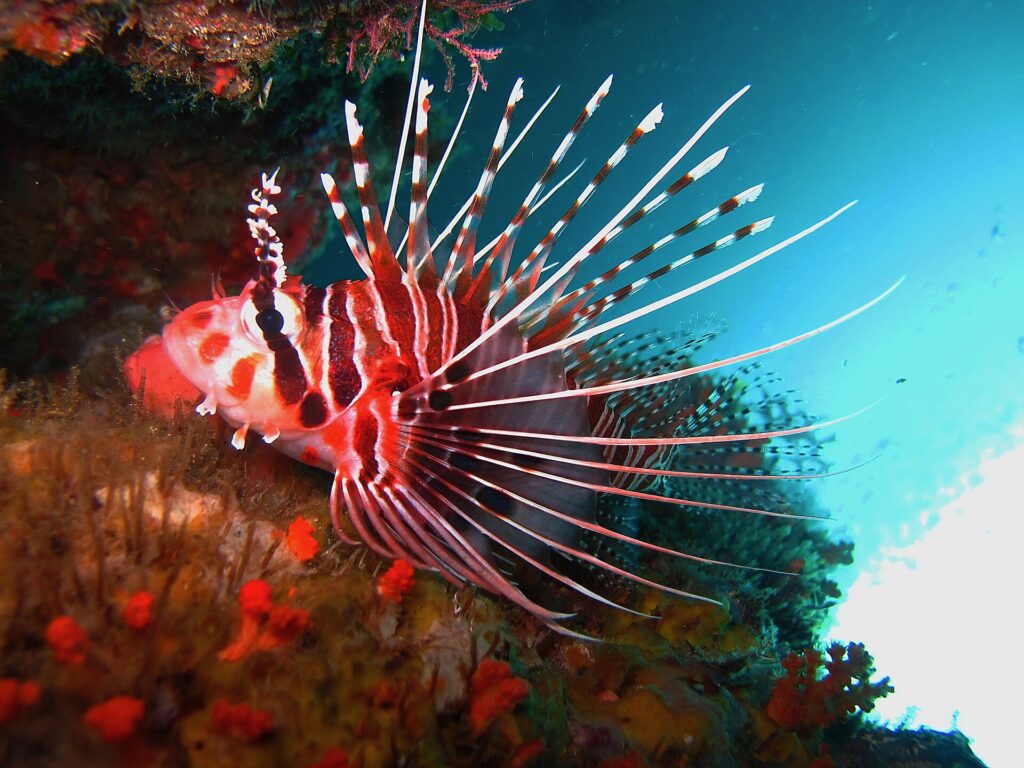 Un pesce leone a strisce rosse e bianche, con le pinne pettorali spiegate in lunghi raggi bianchi, appoggiato a una parete coperta di spugne arancioni, sotto uno strapiombo.